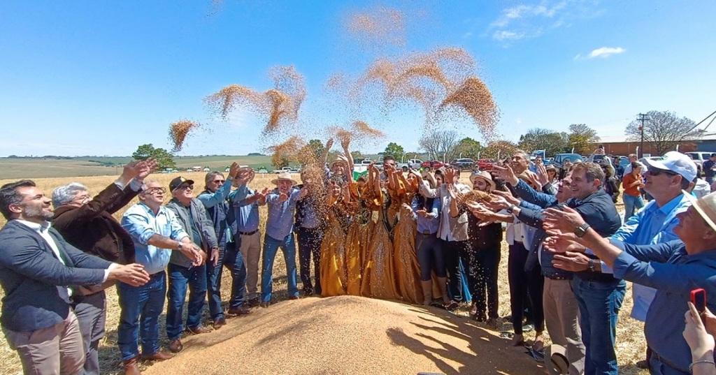 Oficialmente aberta a colheita do trigo no RS