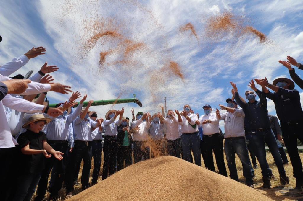 Colheita do trigo no RS é aberta oficialmente em Cruz Alta
