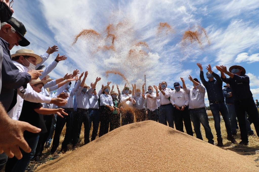 Colheita do trigo no RS é aberta oficialmente em Cruz Alta