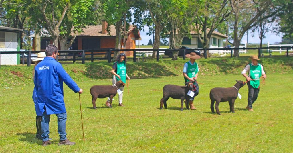 Eventos Pecuários da XVII Fenatrigo Agrotecnologia