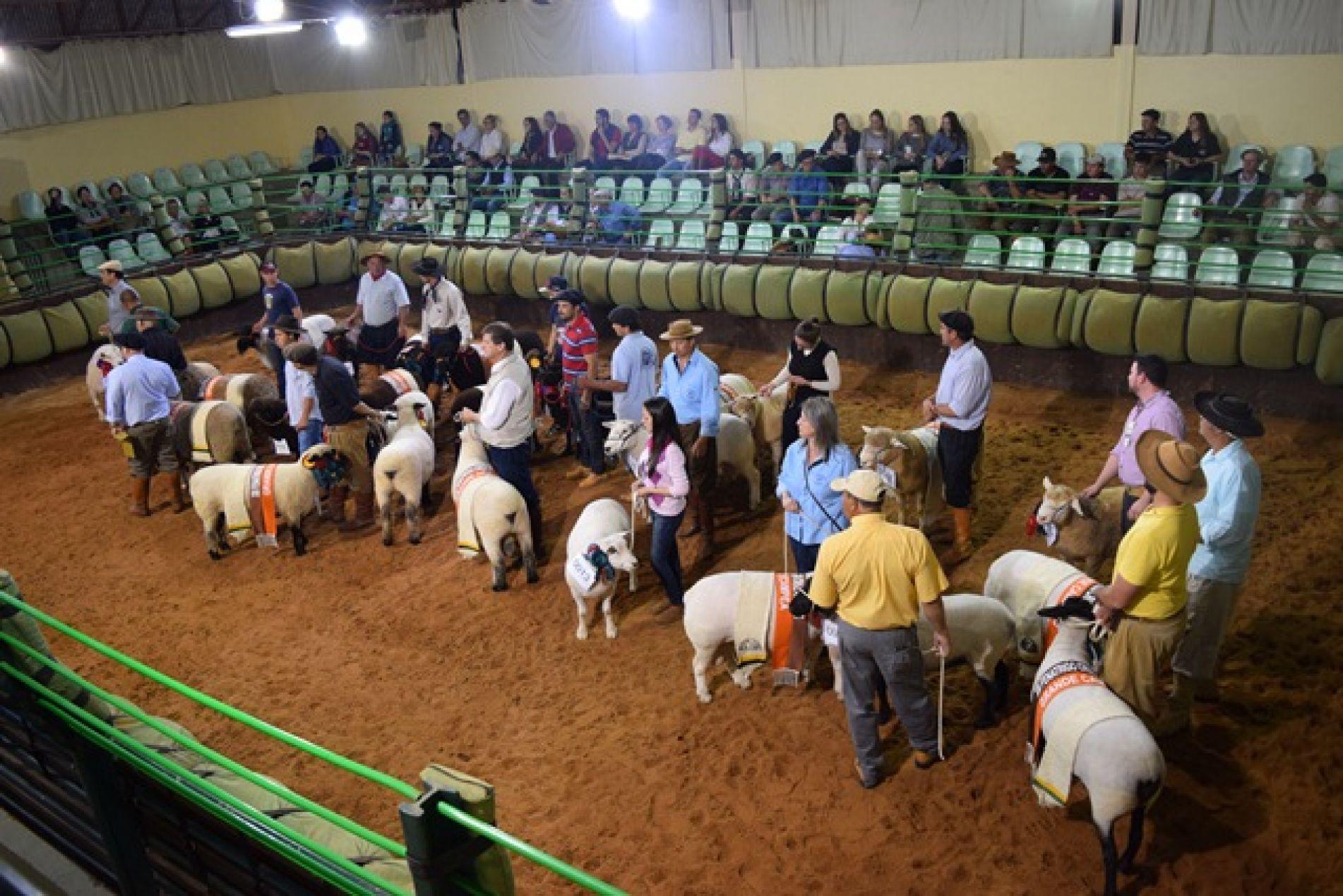 Com aproximadamente 250 ovinos, a exposição contou com anima