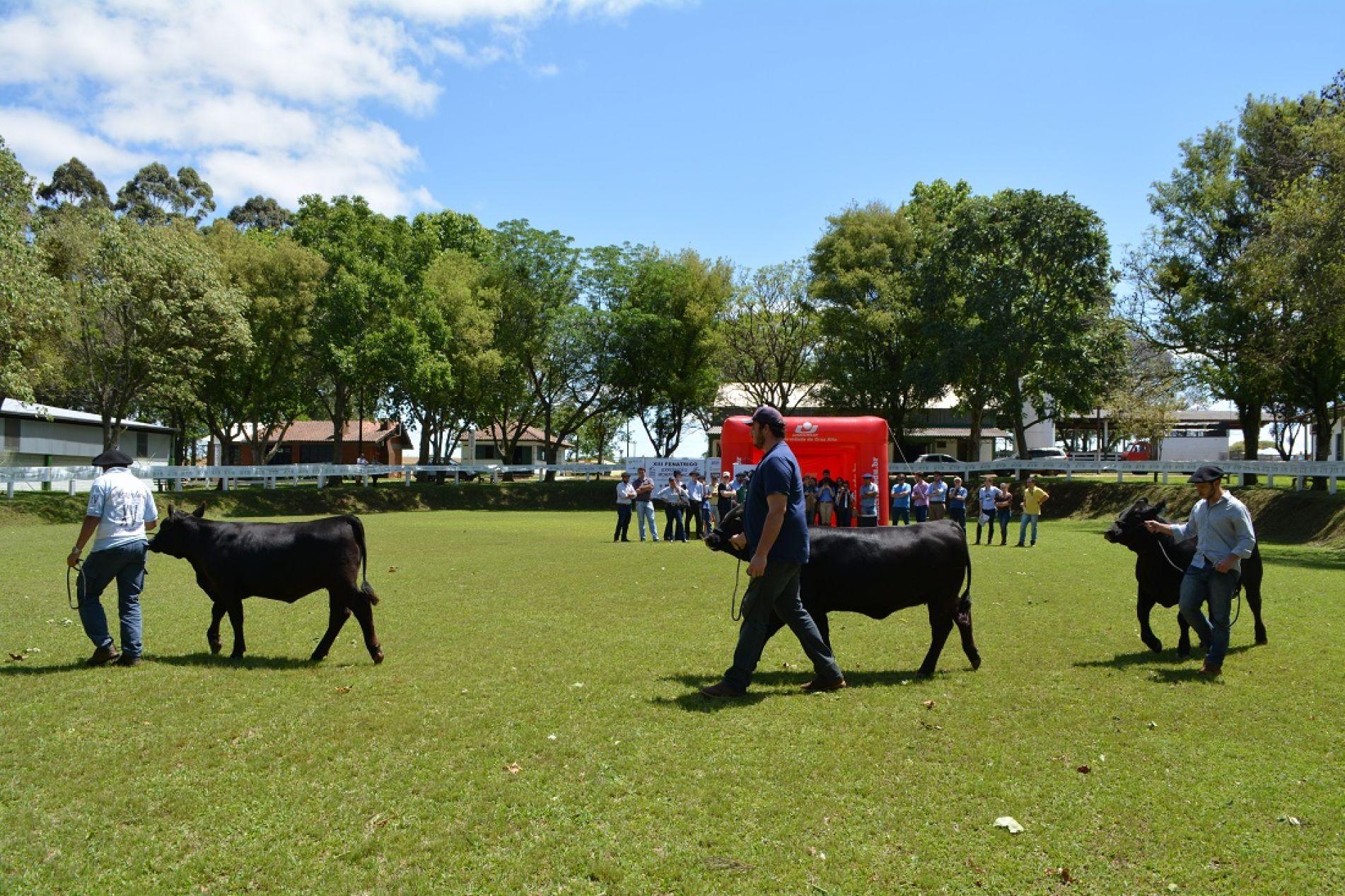 Curso de Seleção e Julgamento da Raça Angus é realizado dura