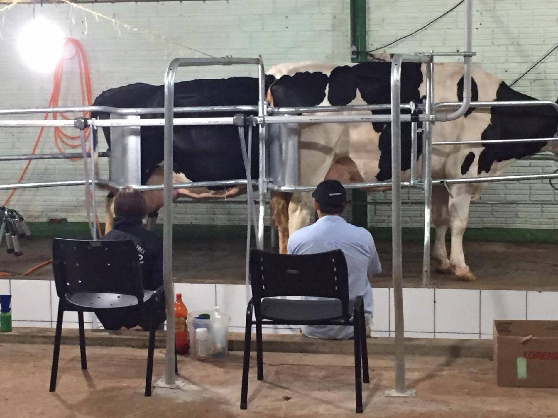 Tradicional Concurso Leiteiro acontece durante XIII Fenatrig