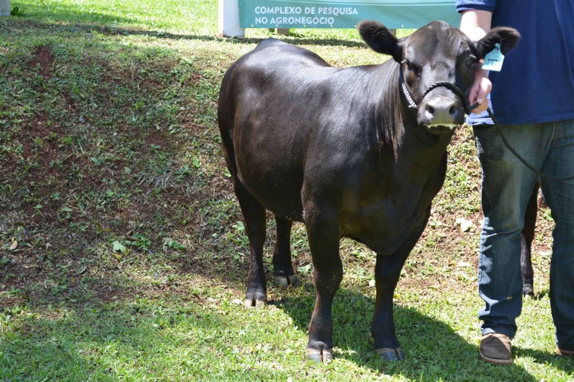 Curso de Seleção e Julgamento da Raça Angus é realizado dura